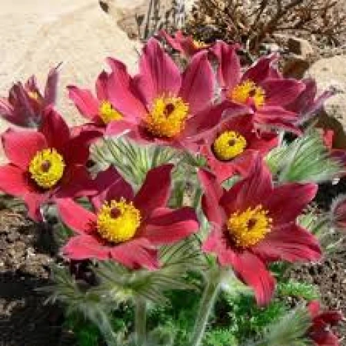Pulsatilla red 